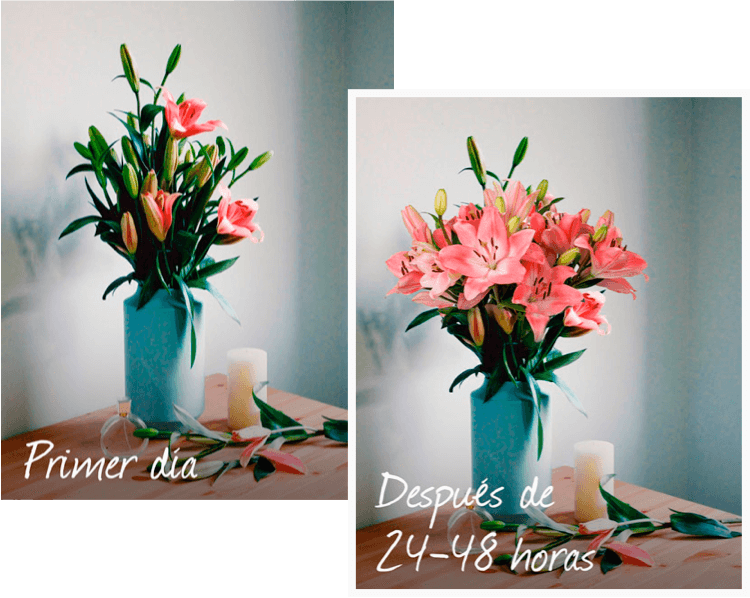 Flores muy frescas