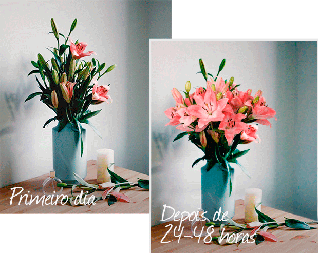 Flores muito frescas