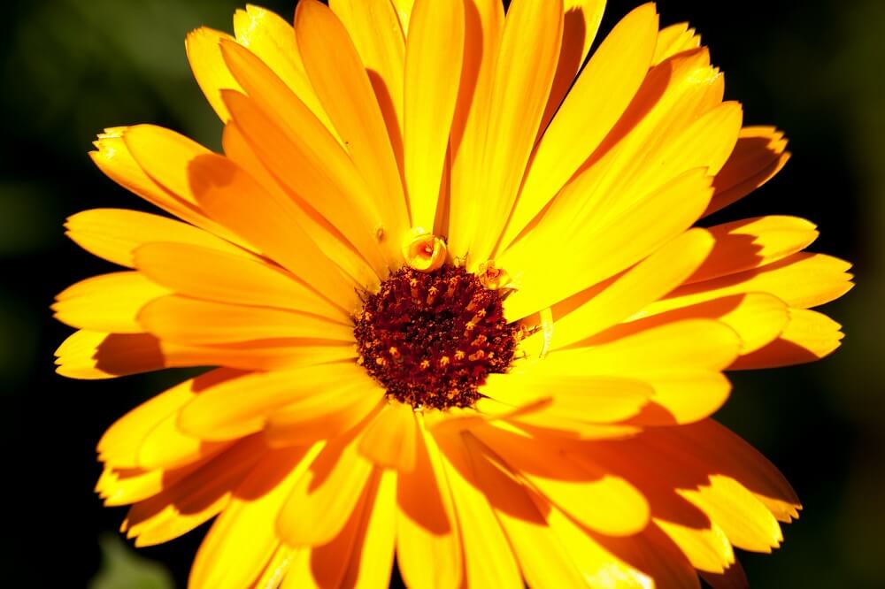 Calendula