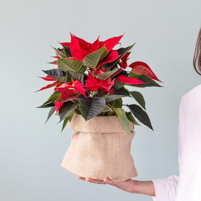 poinsettia