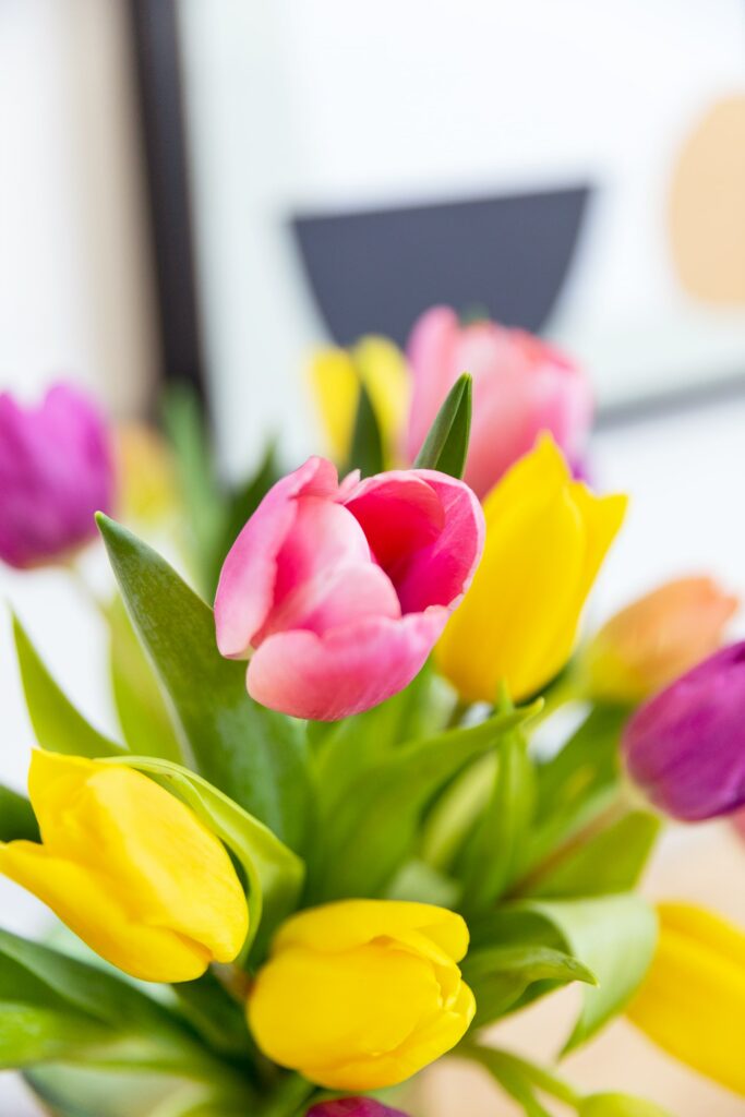 Significato dei tulipani in base al loro colore