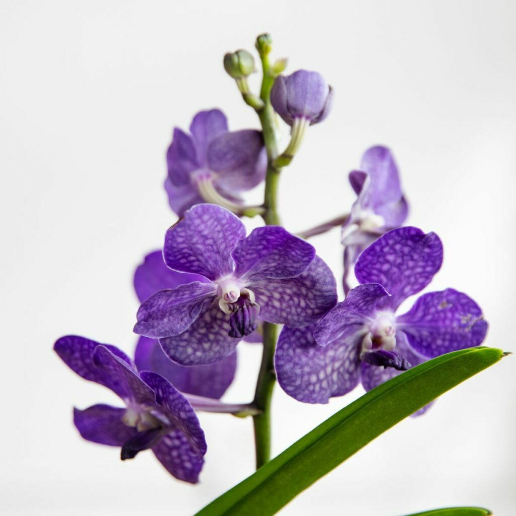 orchidee cura