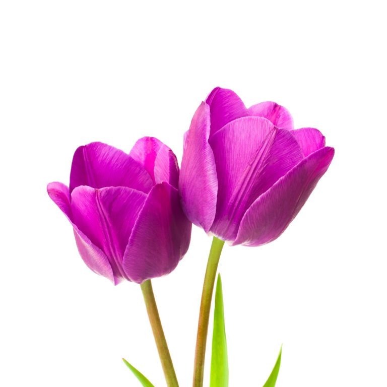Tulipani di colore violetto