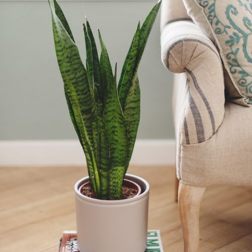 piante per il tuo soggiorno