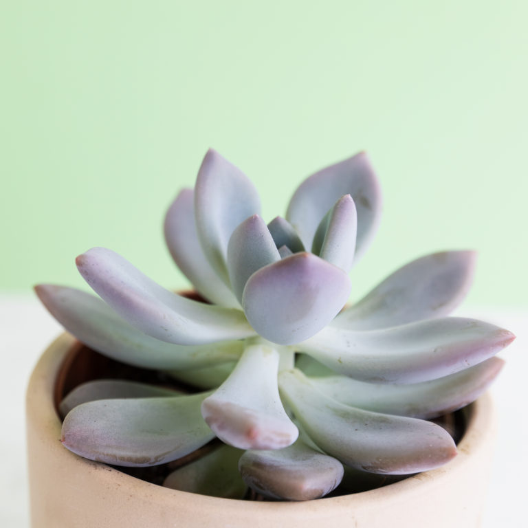 Planta suculenta em vaso