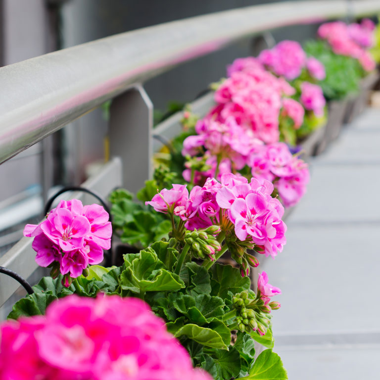 Enfeita o teu espaço exterior com as plantas de exterior mais belas - Colvin