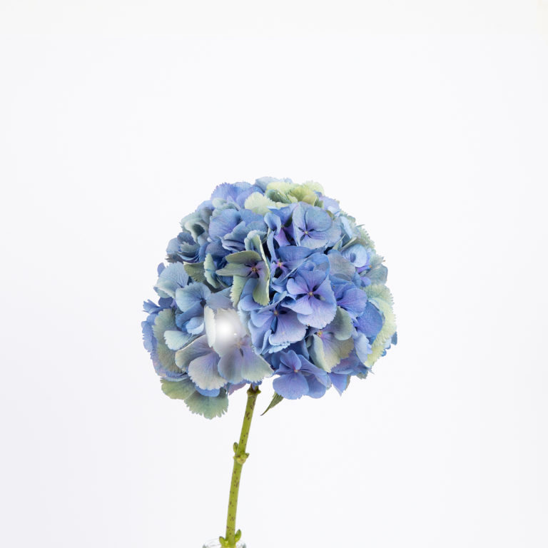Hortênsia azul