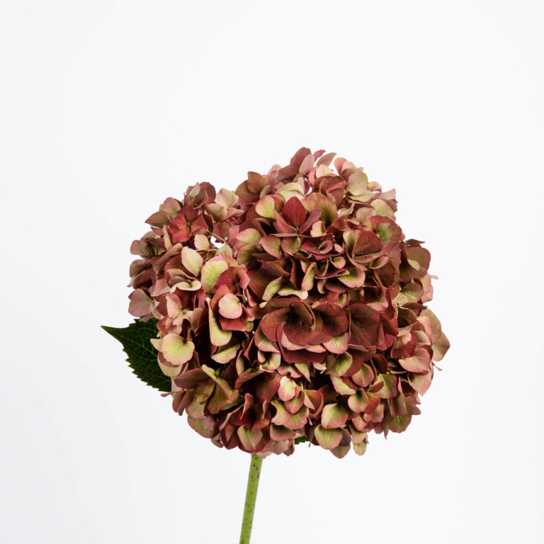 Hortênsia bordeaux