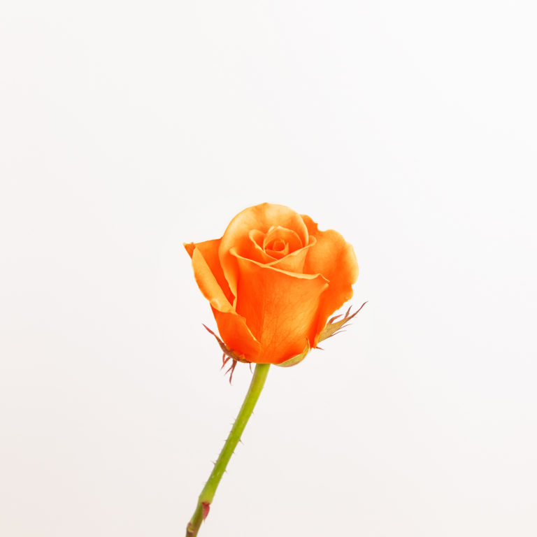 Rosa laranja
