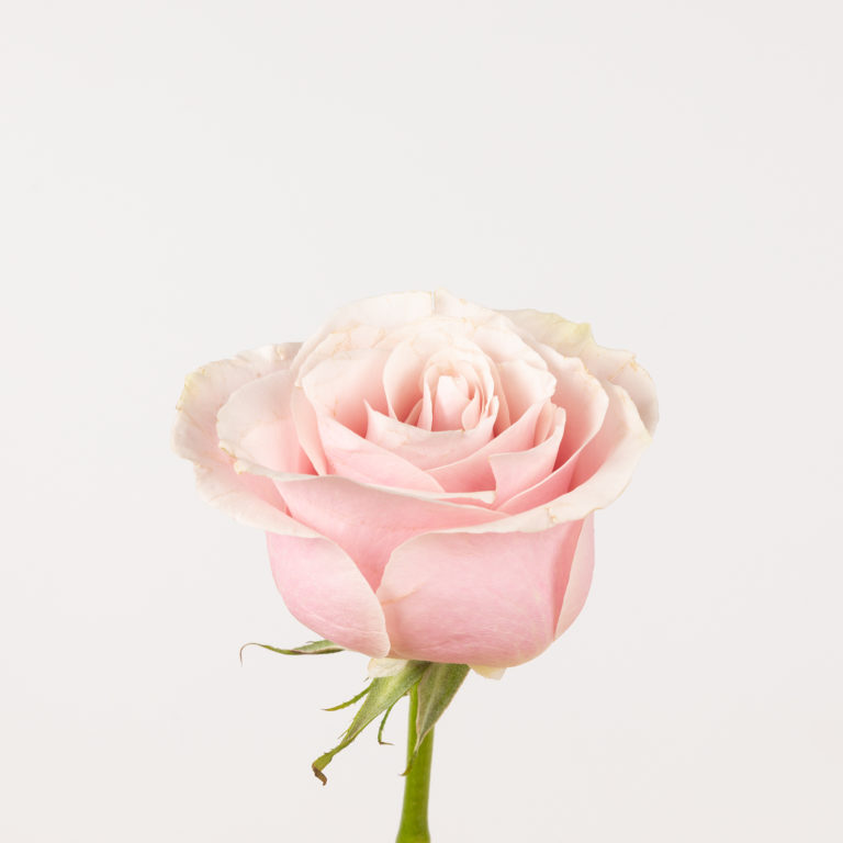 Rosa cor-de-rosa