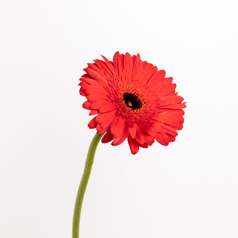 Gerbera vermelha