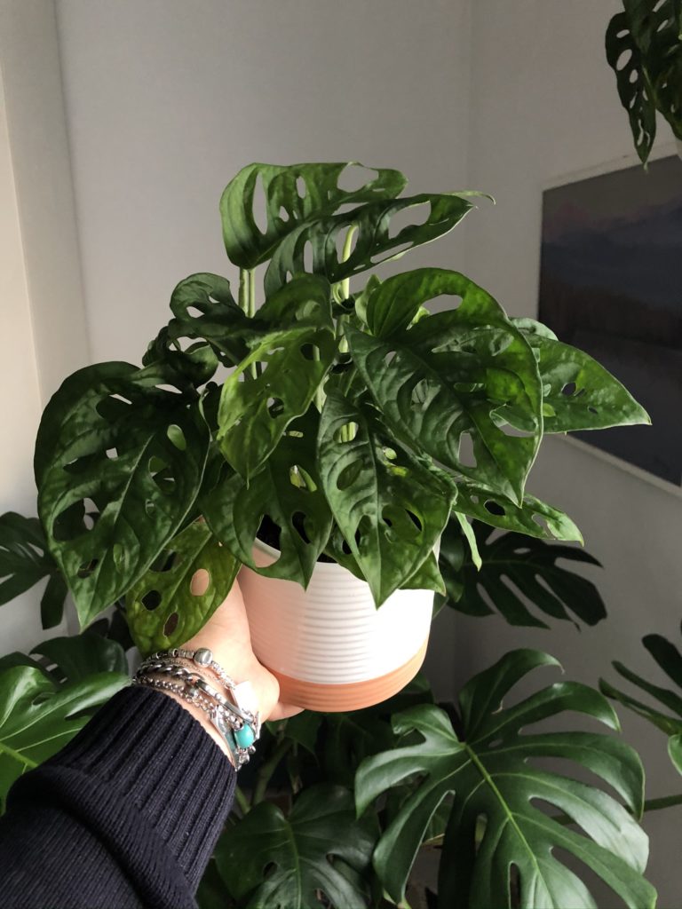 Planta monstera