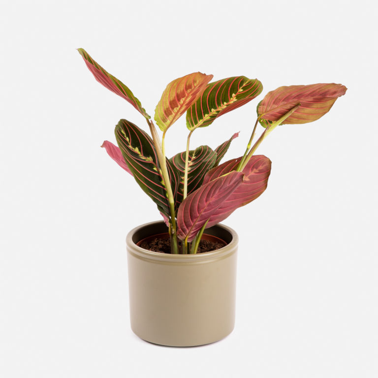 Plantas para escritório