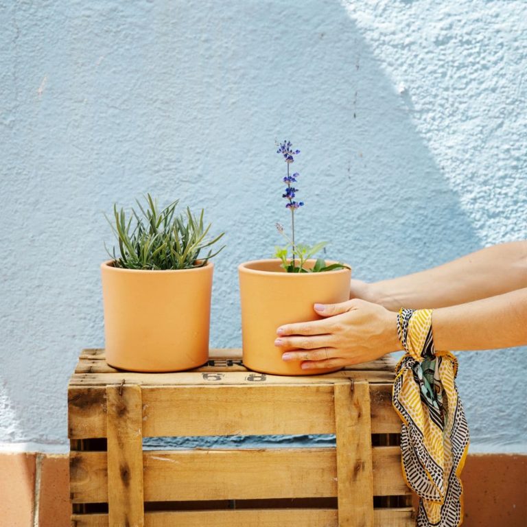 plantas aromáticas online lavanda e sálvia