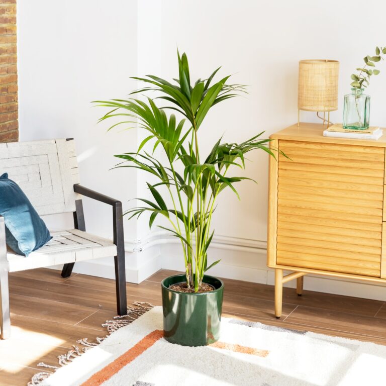 plantas de interior resistentes