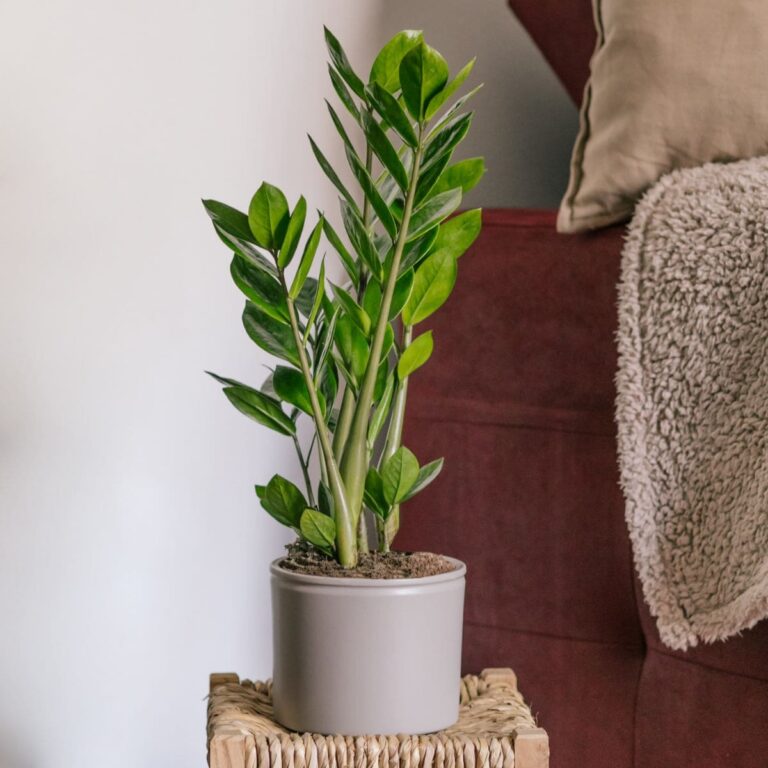 Plantas de interior para casas com pouca luz — idealista/news