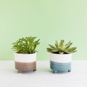 Plantas suculentas em vasos