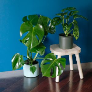 2020_Colvin_Plantas_AidaLirola_web_29 2020_Colvin_Plantas_AidaLirola_web_29