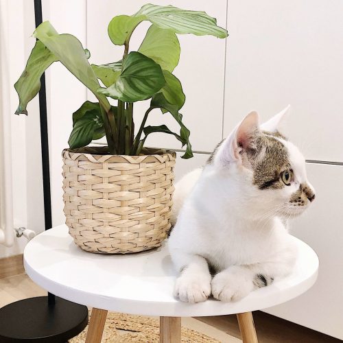 Plantas com um gato