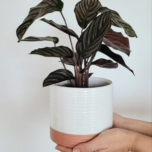 plantas de inverno