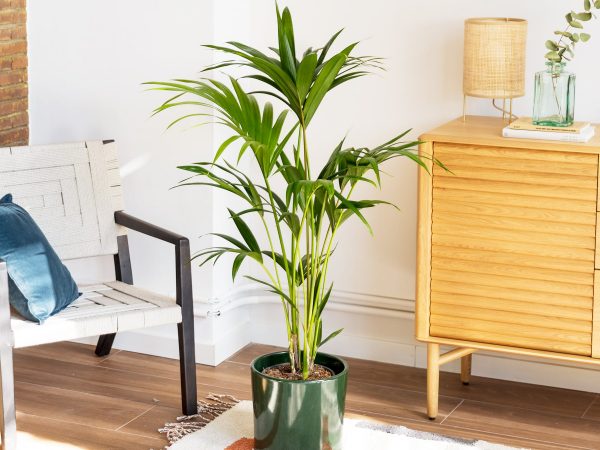 plantas de interior resistentes