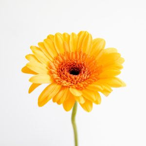 Gerbera laranja