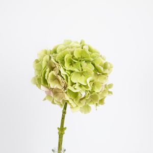 HYDRANGEA-WHITE_GREEN-ANTIQUE-50 Hortênsia verde-clara