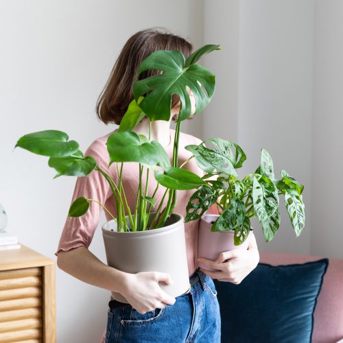 monstera deliciosa