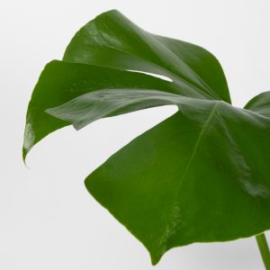 Planta monstera