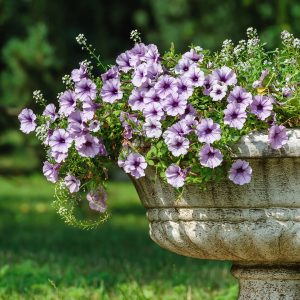 Petúnias plantadas num vaso