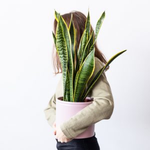Savannah-min plantas que purifican o ar