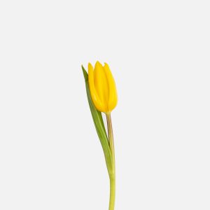 TULIPA-YELLOW-STRONG GOLD-50 Túlipa de cor amarela com folha